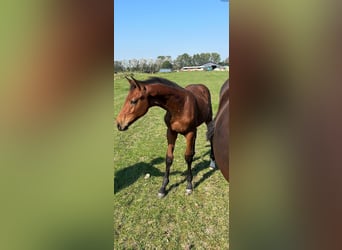 Zangersheide, Hengst, 1 Jaar, Bruin