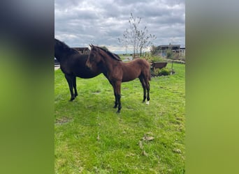 Zangersheide, Hengst, 1 Jaar, Bruin