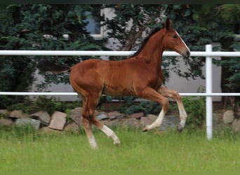 Zangersheide, Hengst, 1 Jaar, Bruin