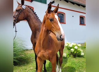 Zangersheide, Hengst, 1 Jaar, Bruin