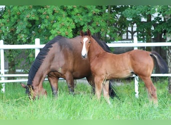 Zangersheide, Hengst, 1 Jaar, Bruin