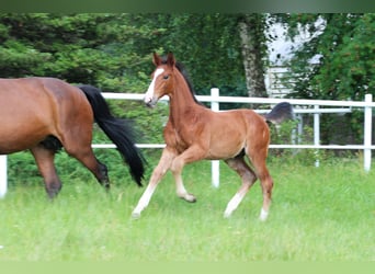 Zangersheide, Hengst, 1 Jaar, Bruin