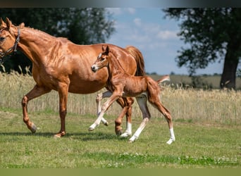 Zangersheide, Hengst, 1 Jaar, Bruin