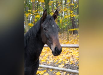 Zangersheide, Hengst, 1 Jaar, Donkerbruin