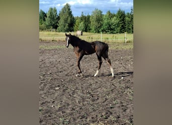 Zangersheide, Hengst, 1 Jaar, Donkerbruin
