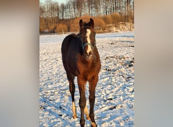 Zangersheide, Hengst, 1 Jaar, Donkerbruin