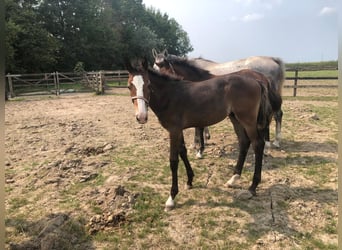 Zangersheide, Hengst, 1 Jaar, Donkerbruin