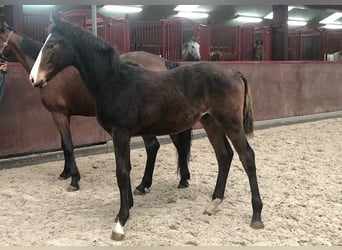 Zangersheide, Hengst, 1 Jaar, Donkerbruin