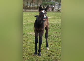 Zangersheide, Hengst, 1 Jaar, Donkerbruin