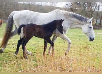 Zangersheide, Hengst, 1 Jaar, Donkerbruin