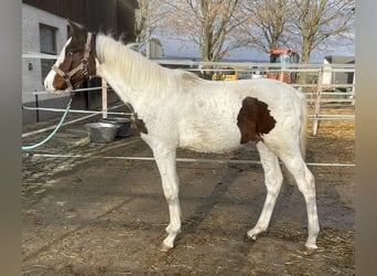 Zangersheide, Hengst, 1 Jaar, Gevlekt-paard