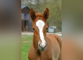 Zangersheide, Hengst, 1 Jaar, kan schimmel zijn