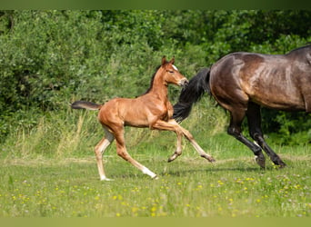 Zangersheide, Hengst, 1 Jaar, Roodbruin