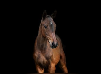 Zangersheide, Hengst, 1 Jaar, Roodbruin