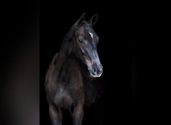 Zangersheide, Hengst, 1 Jaar, Roodbruin