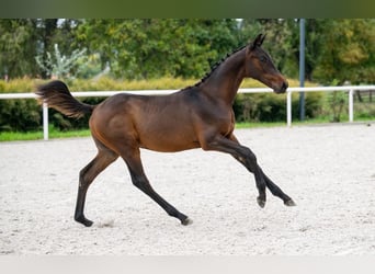 Zangersheide, Hengst, 1 Jaar, Roodbruin