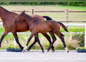 Zangersheide, Hengst, 1 Jaar, Roodbruin