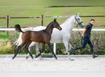 Zangersheide, Hengst, 1 Jaar, Roodbruin