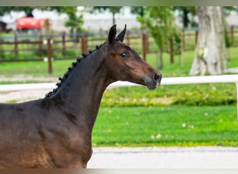 Zangersheide, Hengst, 1 Jaar, Roodbruin