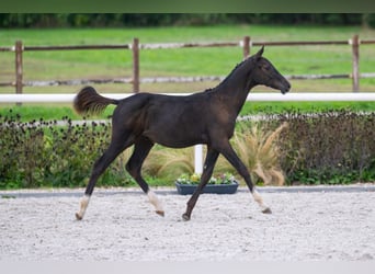 Zangersheide, Hengst, 1 Jaar, Roodbruin