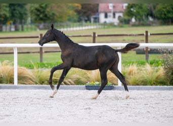 Zangersheide, Hengst, 1 Jaar, Roodbruin