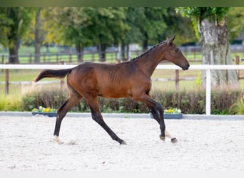 Zangersheide, Hengst, 1 Jaar, Roodbruin