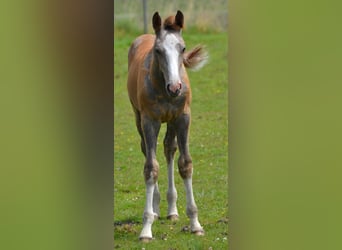 Zangersheide, Hengst, 1 Jaar, Schimmel