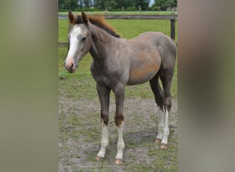 Zangersheide, Hengst, 1 Jaar, Schimmel