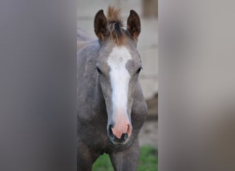 Zangersheide, Hengst, 1 Jaar, Schimmel