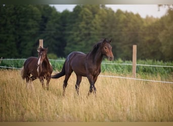 Zangersheide, Hengst, 1 Jaar, Schimmel