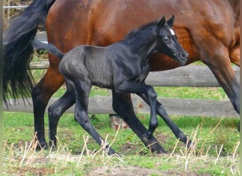 Zangersheide, Hengst, 1 Jaar, Schimmel