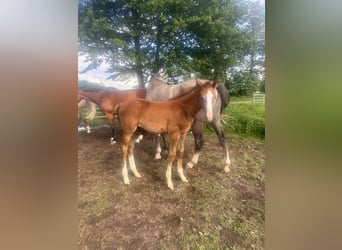 Zangersheide, Hengst, 1 Jaar, Schimmel