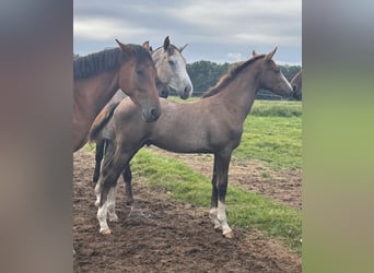 Zangersheide, Hengst, 1 Jaar, Schimmel