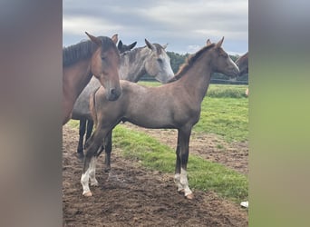 Zangersheide, Hengst, 1 Jaar, Schimmel