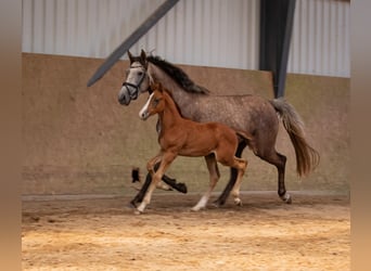 Zangersheide, Hengst, 1 Jaar, Schimmel
