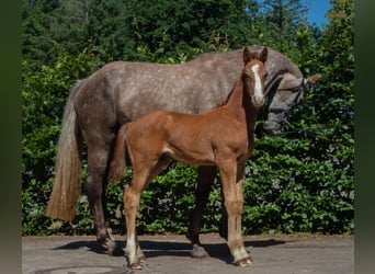 Zangersheide, Hengst, 1 Jaar, Schimmel