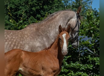 Zangersheide, Hengst, 1 Jaar, Schimmel