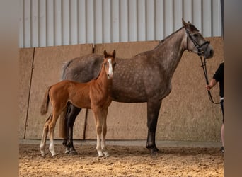Zangersheide, Hengst, 1 Jaar, Schimmel