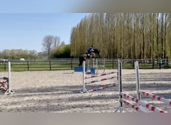 Zangersheide, Hengst, 1 Jaar