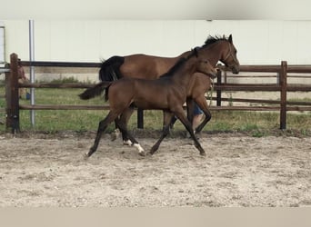 Zangersheide, Hengst, 1 Jaar
