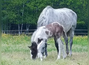 Zangersheide, Hengst, 1 Jaar, Tobiano-alle-kleuren