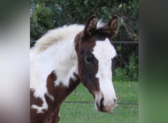 Zangersheide, Hengst, 1 Jaar, Tobiano-alle-kleuren