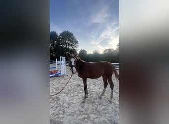 Zangersheide, Hengst, 1 Jaar, Vos