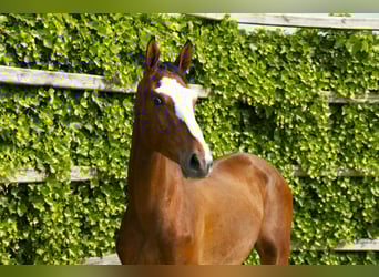 Zangersheide, Hengst, 2 Jaar, 153 cm, Bruin