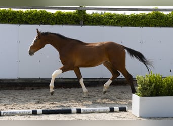 Zangersheide, Hengst, 2 Jaar, 153 cm, Bruin