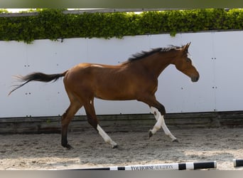 Zangersheide, Hengst, 2 Jaar, 153 cm, Bruin