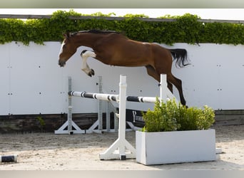 Zangersheide, Hengst, 2 Jaar, 153 cm, Bruin