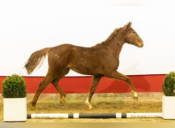 Zangersheide, Hengst, 2 Jaar, 153 cm, Vos