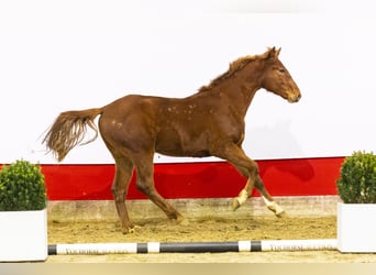 Zangersheide, Hengst, 2 Jaar, 153 cm, Vos