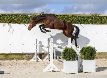 Zangersheide, Hengst, 2 Jaar, 154 cm